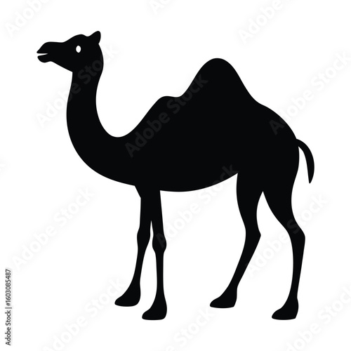 camel in desert