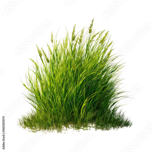 Lush green grass clump