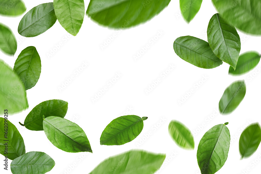 Fototapeta premium Green citrus leaves swirling in air against white background