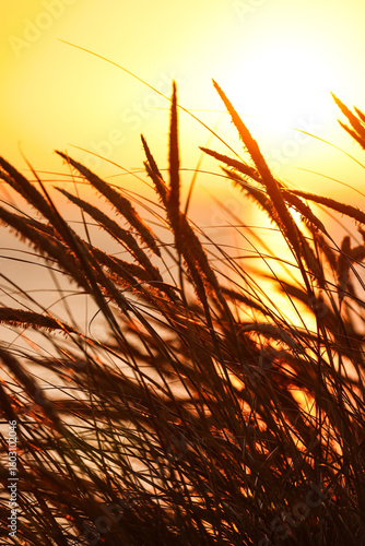Dunes of Texel in the Netherlands, holidays, leisure Time, sunrise, North Sea, North Holland, free, Peace, quiet, silent, close view of grass