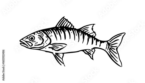 zebra danio fish icon, zebra danio fish vector illustration-simple illustration of zebra danio fish