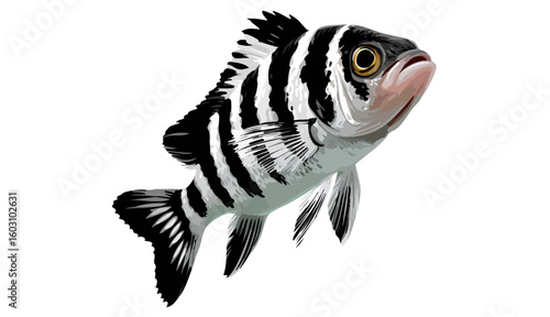 zebra danio fish icon, zebra danio fish vector illustration-simple illustration of zebra danio fish