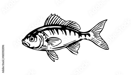 zebra danio fish icon, zebra danio fish vector illustration-simple illustration of zebra danio fish