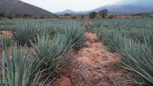 Aerial image of an agave field in Tequila, Jalisco. The drone flies over the field offering us a panoramic view of the agave landscape that is protected by UNESCO can see the Tequila volcano too