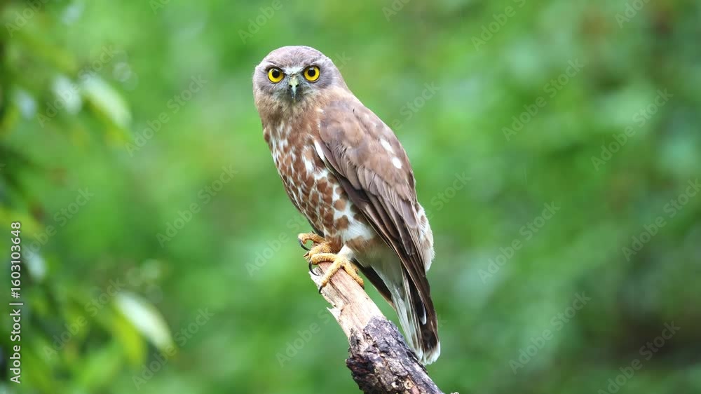 Brown boobook / Brown Hawk Owl Brown boobook / Brown Hawk Owl