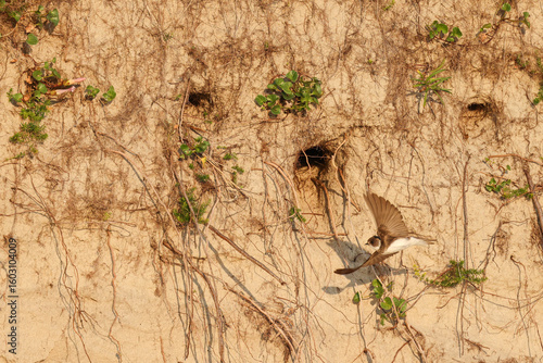 bottom right, Swallow, wall, breed, brood care, breeding cave, approach