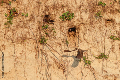 Raising the young, Swallow, wall, breed, brood care, breeding cave, approach