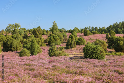 Quadro su tela Lüneburgerheide, heather plants to the horizon, Heather plants, nature reserve,