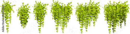 Set of creeper coin loosestrife, nummularia. Isolated cartoon vector moneywort in style of provence. Medicinal and ornamental plant. Vector objects for computer games.