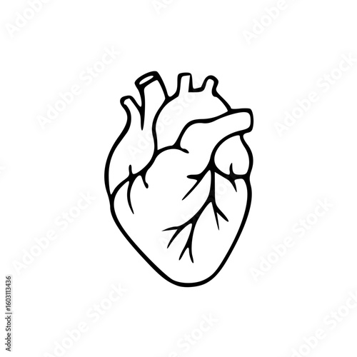 anatomical heart outline vector