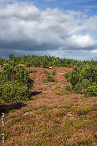 Lüneburgerheide, seating, Heather plants, nature reserve, Landscape and Countryside, purple, northern Germany, late summer, portrait format
