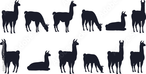 A collection of llama silhouettes in various poses against a white background plain design
