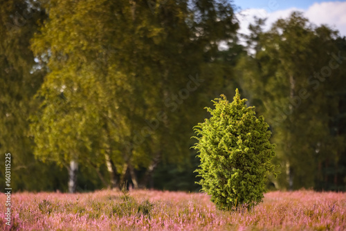 Lüneburgerheide, bush, Heather plants, nature reserve, Landscape and Countryside, purple, northern Germany, late summer