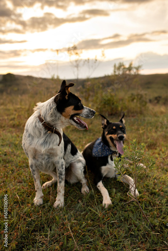 Cachorros na natureza