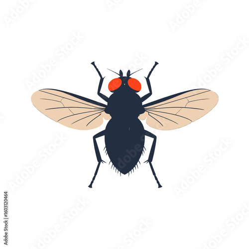 Detailed Illustration Of Fly