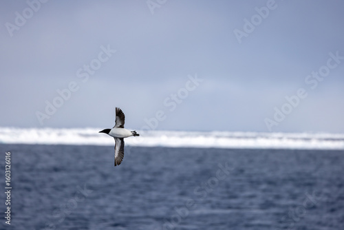 Mergule nain au Svalbard