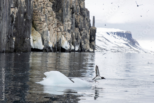 Guillemot de Brünnich au Svalbard