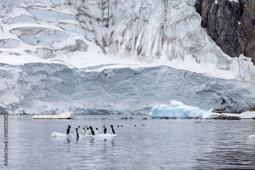 Guillemot de Brünnich au Svalbard