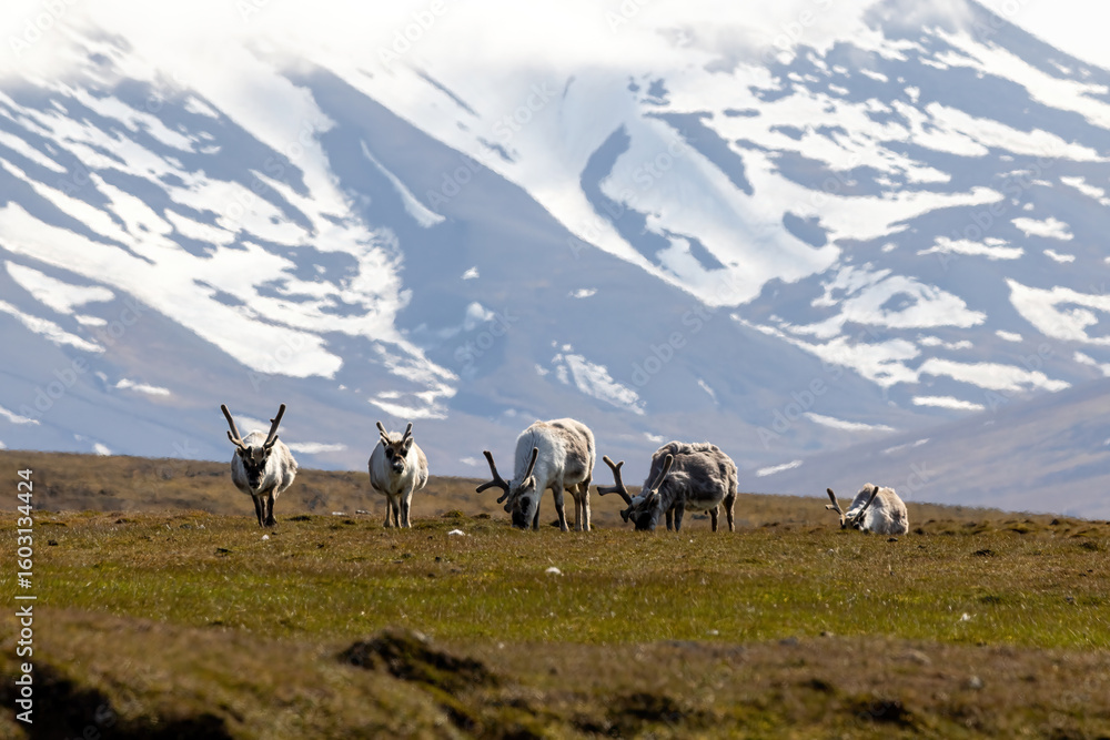 Fototapeta premium Renne au Svalbard
