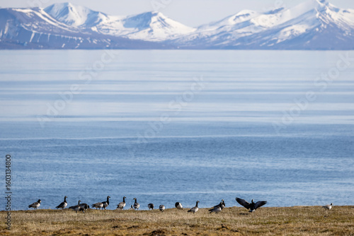 Bernache Nonnette au Svalbard
