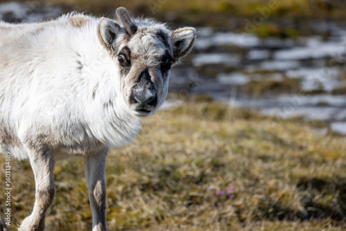 Renne au Svalbard