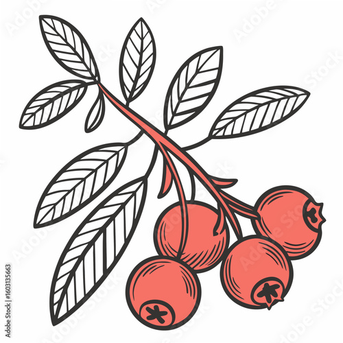 Hand-drawn illustration of lingonberries on a branch, botanical style, vibrant red berries.