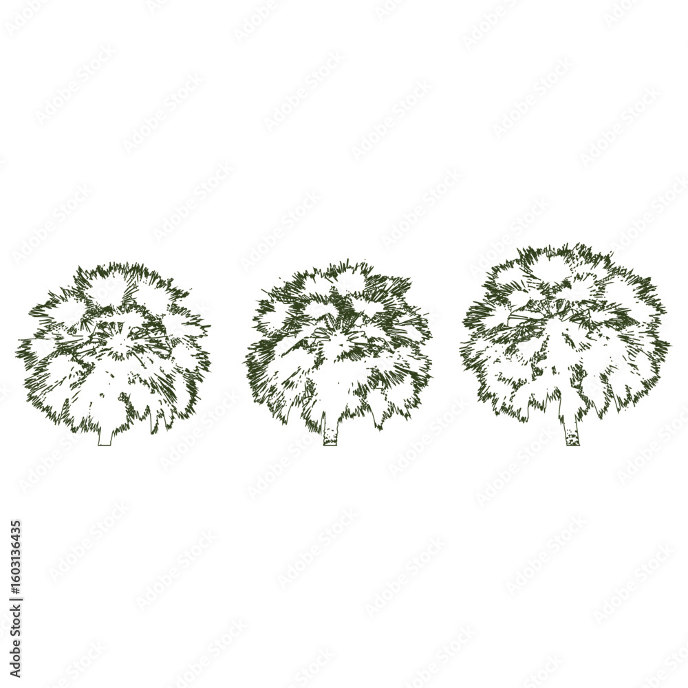 Naklejka premium Overhead View of Three Tropical Palm Trees Isolated on Transparent Background for Landscape Design