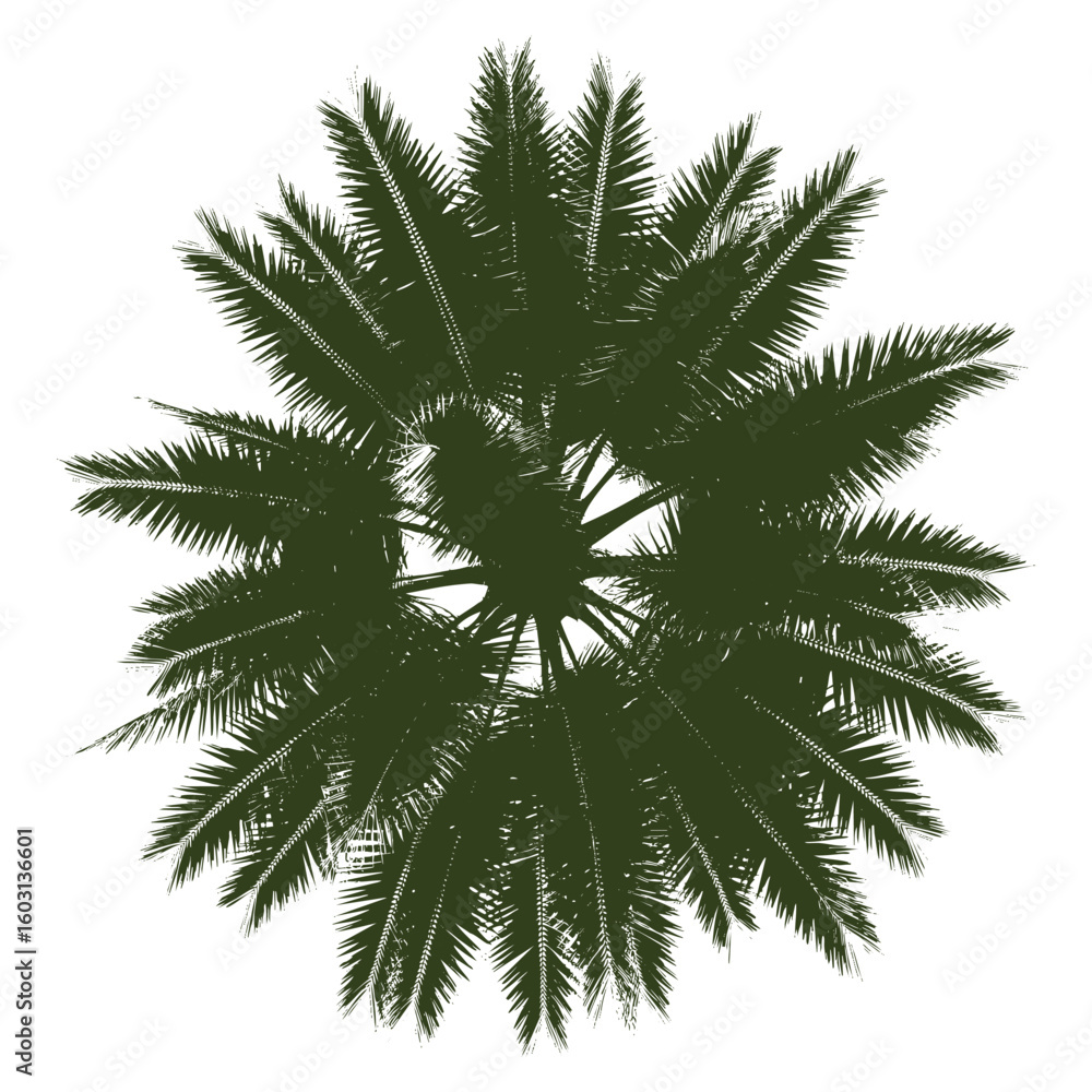 Fototapeta premium Detailed Aerial View of a Single Palm Tree on a Clear Background for Site Planning