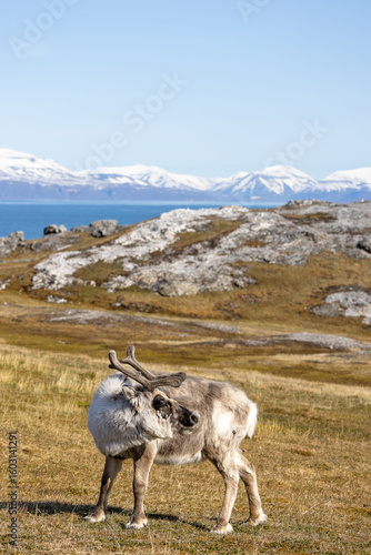 Renne au Svalbard