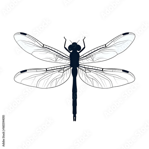 Detailed Dragonfly Illustration
