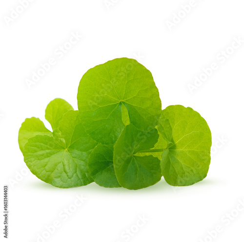 Gotu kola centella asiatica extract with fresh leaves isolated on  transparent.