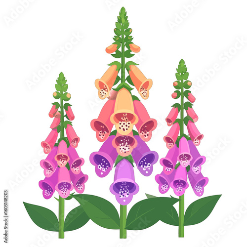Colorful Foxglove Flowers Arrangement