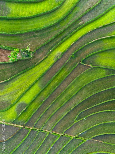 Beautiful morning view indonesia panorama landscape paddy fields with beauty color and sky natural light