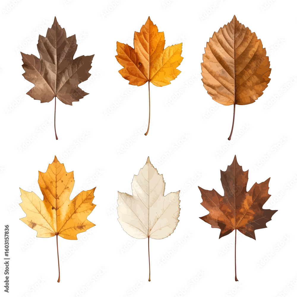 Obraz premium Autumn Maple Leaves Variety Design