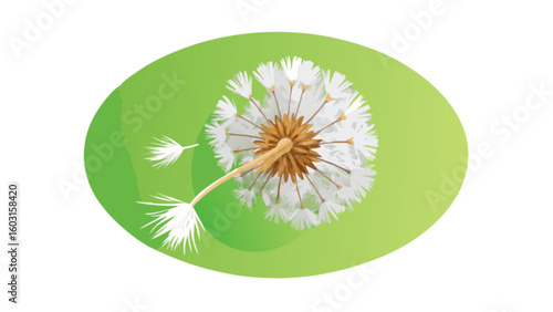 Dandelion flower vector illustration with green background nature plant botanical illustration graphic design