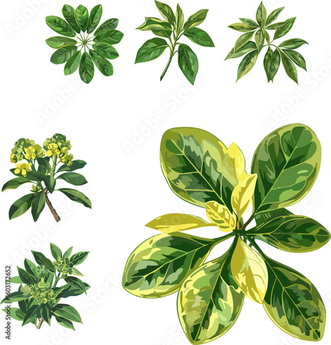 Euphorbia pulcherrima in color style, leaves set in color style