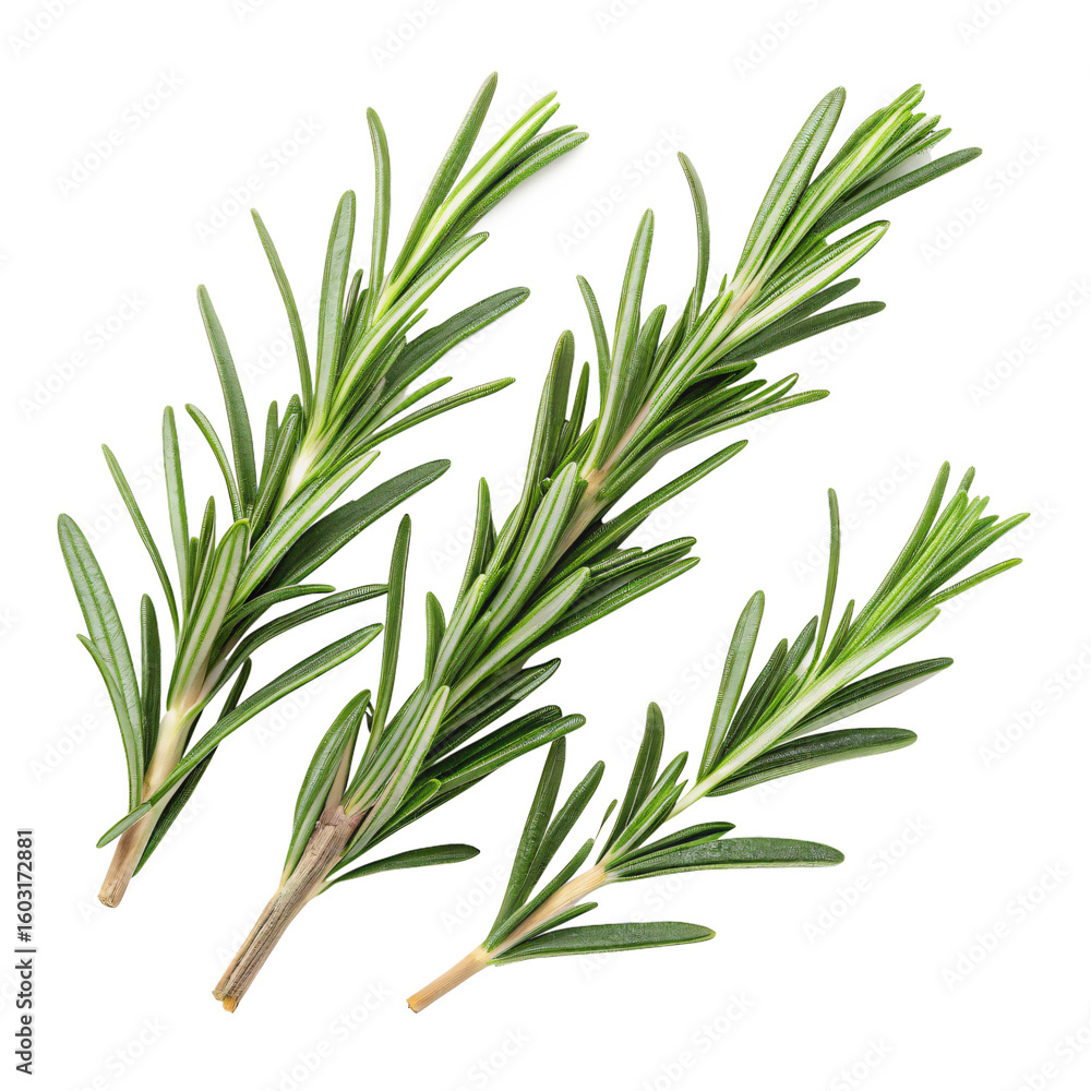 Fototapeta premium Fresh Rosemary Sprigs Culinary Herb CloseUp Isolated On Transparent Background