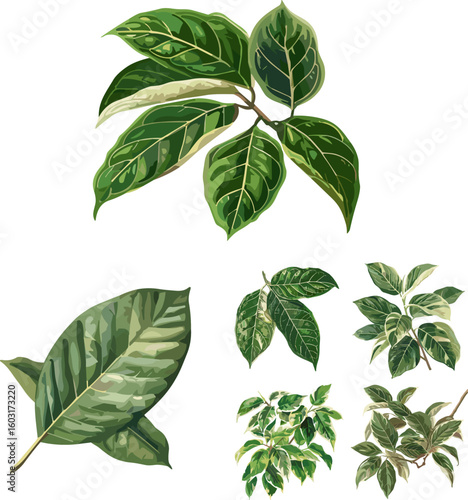 Ficus benjamina leaves set in color style and no background