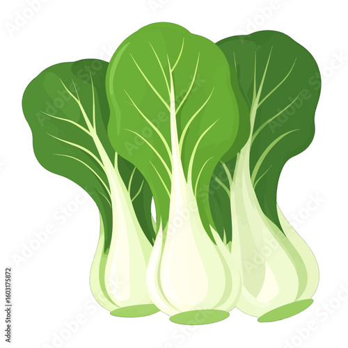 Fresh Bok Choy Illustration