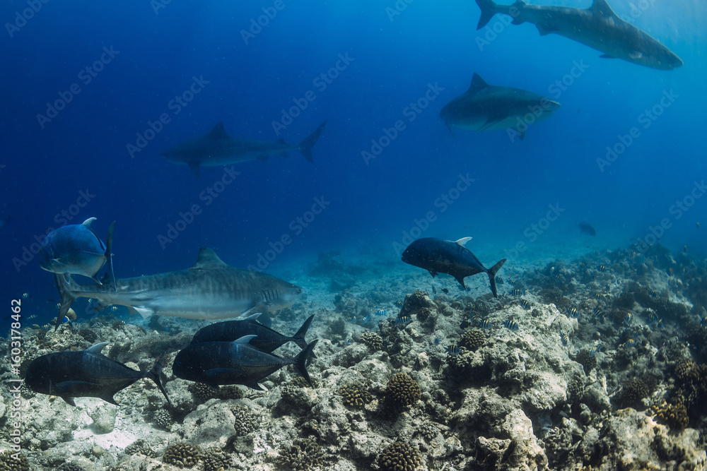 Naklejka premium Group of Tiger sharks swims underwater in ocean. Sharks in Maldives