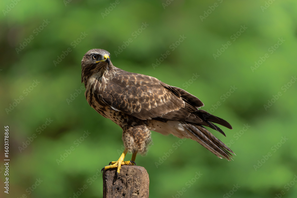 Naklejka premium Common Buzzard (Buteo buteo) searching for food in the forest of Noord Brabant in the Netherlands. 