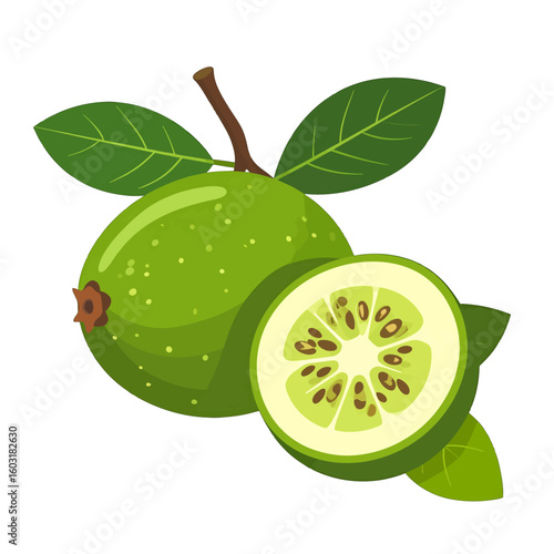 Green Guava Fruit Illustration Isolated On White Background
