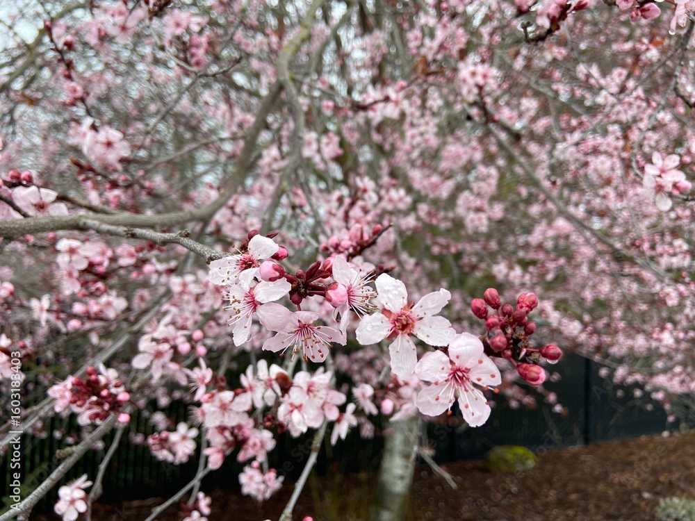 Naklejka premium Cherry Blossoms