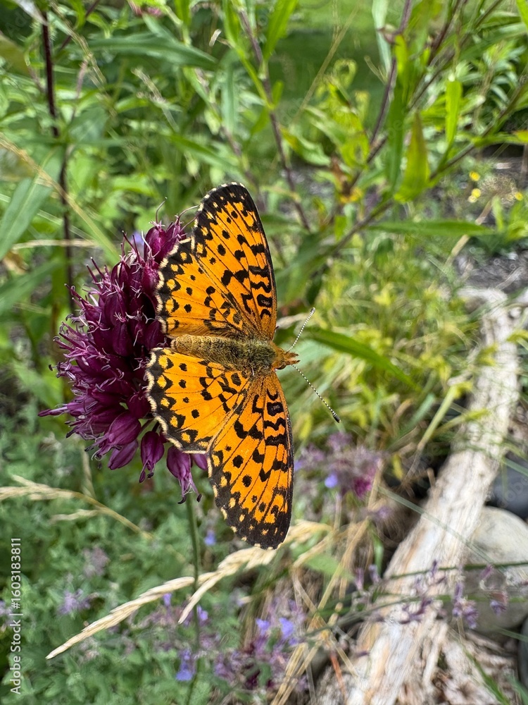 Obraz premium Vibrant Orange Butterfly Resting on Purple Wildflower in Meadow