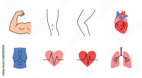 Understanding the Human Body Anatomy and Physiology for Health and Fitness Enthusiasts