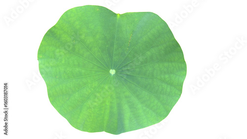 Photos Lily Pad Leaf PNG