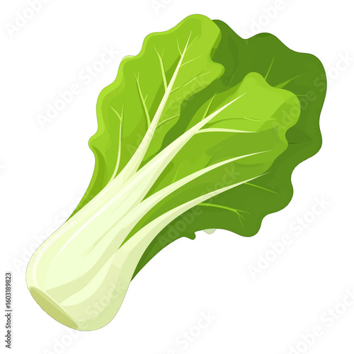 Fresh Bok Choy Illustration