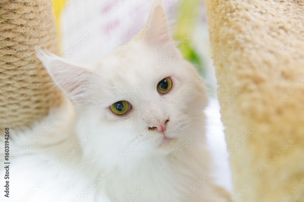 Fototapeta premium white fluffy cat