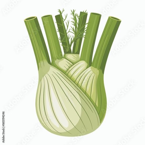 Botanical illustration of a fresh fennel bulb with green stalks
