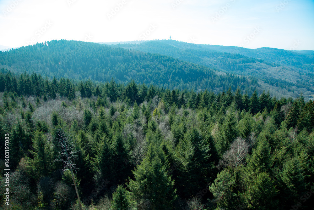 Obraz premium Expansive Panoramic View Over Endless Forested Rolling Hills